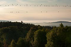 Mehlschwalben - Zum Vergroessern klicken!